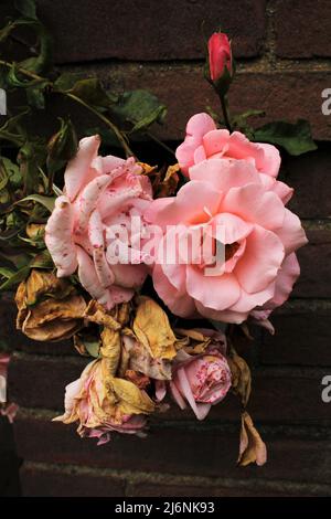 Un manojo de rosas en varias etapas de crecimiento y decaimiento, de un brote sin abrir a totalmente en flor a decaying, mostrando las etapas de una vida de rosas. Foto de stock