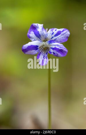 Especies de Viola (Familia Violeta) - Hendersonville, Carolina del Norte, Estados Unidos Foto de stock