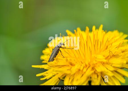 El primer plano de un escarabajo de longhorn, Oedemera virescens en un diente de león florece en primavera Foto de stock