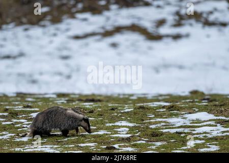 Badger en un prado en primavera con restos de nieve Foto de stock