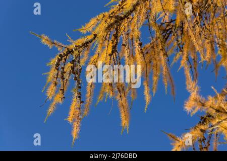 Alerce amarillo contra el cielo azul, colores otoñales en Engadin, Suiza, cantón Grisons Foto de stock