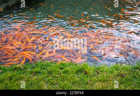 Piscinas con peces en una granja de truchas de japanes (trucha amarilla), concepto de piscifactoría - Cavedine, Trentino Alto Adige, norte de Italia. Cultivo de truchas Foto de stock