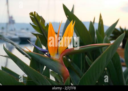 brote de flor-pájaro del paraíso Fotografía de stock - Alamy