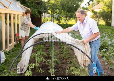 Una pareja de ancianos pone un invernadero en una parcela del jardín Foto de stock