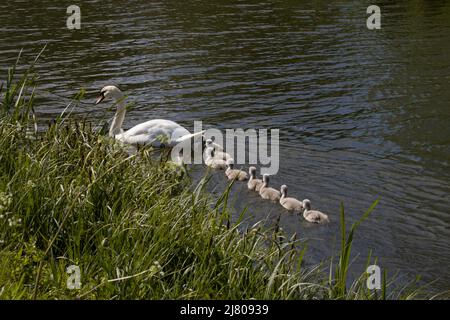 Cygnets en línea siguiendo el río Mother Swan Stort Harlow Essex Foto de stock