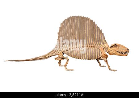 El esqueleto de un dinosaurio fósil en el museo aislado sobre un fondo blanco. Foto de stock