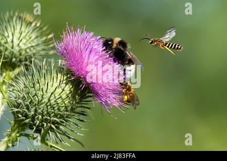 Abeja sudorífera (Halictus scabiosae), hembra en flor, macho que se aproxima, abeja bumblebee (Bombus), cardo lancet (Cirsium vulgare), Solothurn Foto de stock