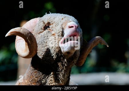 Retrato de Rambouillet Merino Sheep Bergerie de Rambouillet
