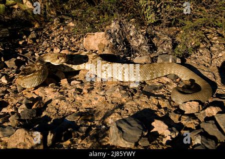 Serpiente de cascabel de cola negra del norte de las montañas de Santa Catalina