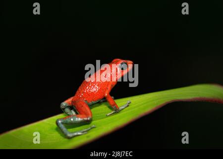 Anfibios raros en el bosque tropical. Rana roja de poisson rana granular de flecha venenosa, Dendrobates granuliferus, en el hábitat natural, Costa Rica. Cerrar-u