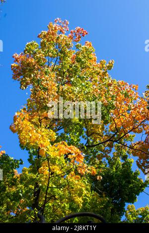 contra el cielo se volvió hojas de arce amarillo en otoño Foto de stock