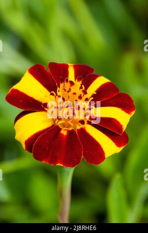 Sydney Australia, primer plano de una flor de marigold francesa a rayas rojas y amarillas Foto de stock