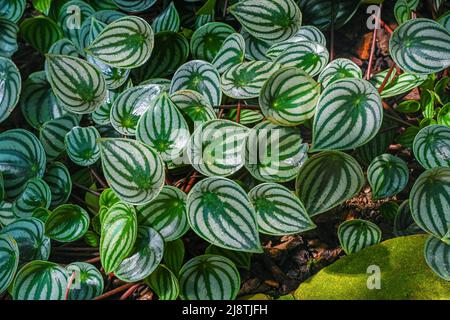 Watermelon begonia fotografías e imágenes de alta resolución - Alamy