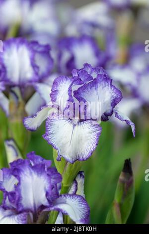 'Impresión en negrita' de Iris con barba. Estándares blancos y caídas con el margen rufled, azul-púrpura, barba azul claro. Foto de stock