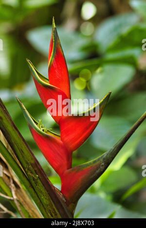 Hermosa pero feroz mirada heliconia roja flor creciendo en Maui. Foto de stock