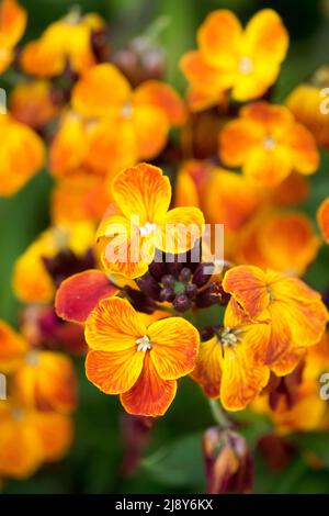 Wallflower común, Erysimum 'Rey del Fuego', abril, flores de primer plano, retrato de Wallflower flor naranja Foto de stock