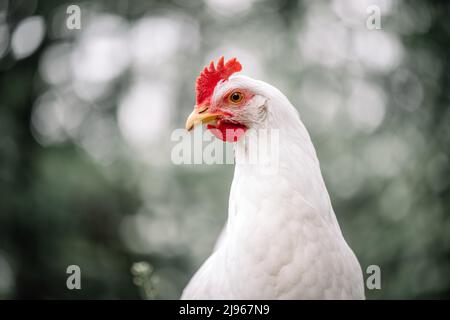 Pollo blanco de gama libre leghorn raza en el jardín de verano