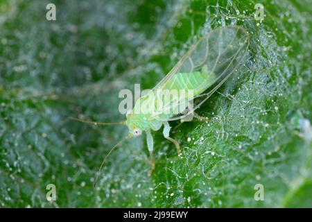 Apple sucker Cacopsylla alada adulta malí en un Apple leaf Foto de stock