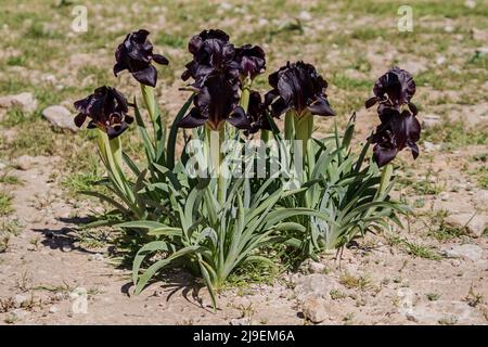 Flora. Iris negro. Flores en flor. Hermosas flores Fotografía de stock -  Alamy