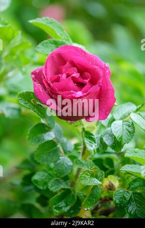 Rosa 'Hansa', Rosa rugosa 'Hansa', Rosa 'Hansa'. Suculento, rosa rugosa decidua, flores dobles pinkish-púrpura profundas. Foto de stock