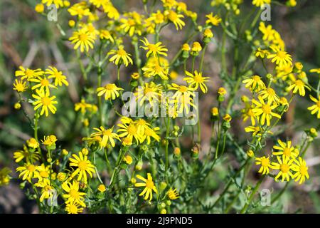 Jacobarea vulgaris, flores amarillas comunes de ragwort, enfoque selectivo de primer plano Foto de stock