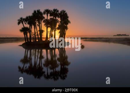 Las palmeras Sable se siluetaron al amanecer en el río Econlockhatchee, un afluente de aguas negras del río St. Johns, cerca de Orlando, Florida Foto de stock