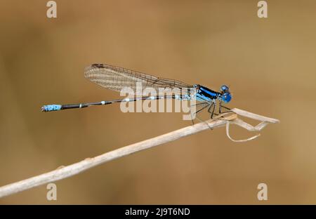 EE.UU., Texas, Refugio Nacional de Vida Silvestre Santa Ana. Bailarina de anillo azul macho con mosca en el ramal. Foto de stock