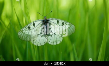 Mariposa de apollo Parnassius mnemosyne nublado descansando en la flor de la hierba de la planta del tallo, mariposas de cola de golondrina, detalle de insectos de la fauna y flora de cerca, alas