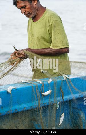 Pescador, un pescador asiático que recoge peces capturados en una red de  pesca en la playa de Sri Lanka. Un hombre recogiendo peces de la red por  mar Fotografía de stock 