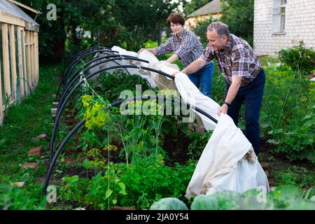 pareja madura establece un invernadero en una parcela del jardín Foto de stock
