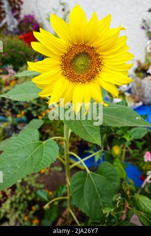 Girasol en un jardín casero del sur de California Fotografía de stock -  Alamy