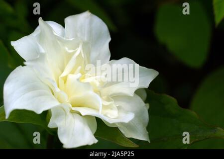 Trillium grandiflorum Flore Pleno. Doble flor blanca. Foto de stock