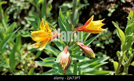Hermosas flores de Alstroemeria aurea también conocida como lirio peruano o lirio dorado. Fondo verde natural