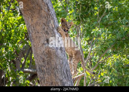 Cachorro de león tratando de escalar árboles en la pradera del Delta de Okavango Foto de stock