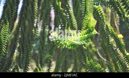Hermosas hojas de Araucaria araucana también conocido como Mono Puzzle Tree, Araucaria, pino chileno, etc. Natural background image.