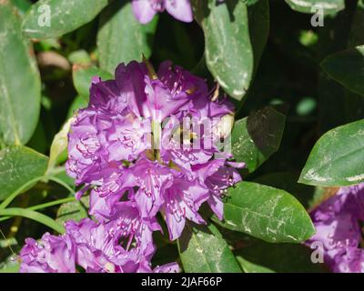 Flores de azalea violeta entre hojas verdes. Es un día soleado, las flores  son iluminadas por los rayos del sol Fotografía de stock - Alamy
