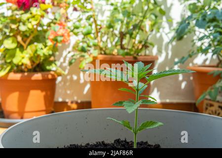 Cierre de una planta de marihuana, Cannabis sativa, en un estado de germinación en un jardín urbano para autoconsumo Foto de stock