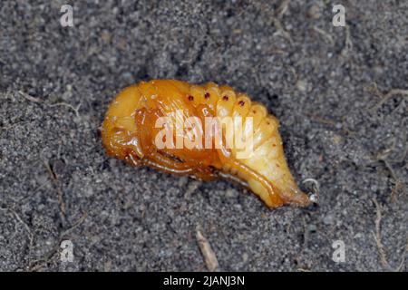 Chafer de verano, Beetle de junio europeo (Amphimallon solstitiale), pupa. Foto de stock