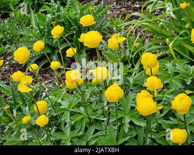 Trollius x cultorum 'T. Smith' Una planta florida de primavera con una flor amarilla de verano comúnmente conocida como gobeflower, foto imagen de stock Foto de stock