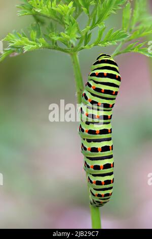 Gran y colorida oruga del Viejo Mundo cola de golondrina en la planta de alimentos - zanahoria en el jardín, Papilio machaon Foto de stock