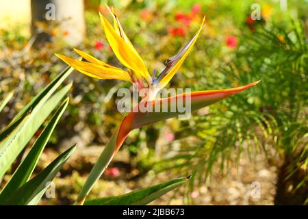 Ave de la planta paradisíaca se asemeja a la cabeza de pájaro nativa de  Sudáfrica Fotografía de stock - Alamy