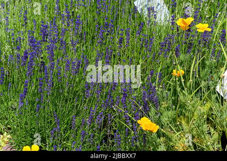 Lavandula angustifolia (lavanda común, lavanda verdadera, lavanda de jardín) floreciendo en el jardín Foto de stock