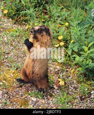 Marmot de pie de cerca. Roundhog o ardilla en las tierras salvajes de las Rocosas Canadienses, Alberta, Canadá Foto de stock