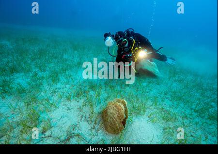 Biólogos marinos que examinan las cáscaras muertas y extintas de Pina nobilis en la bahía de Gokova, Turquía Foto de stock