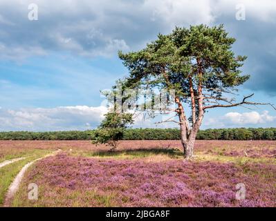 Sendero, pino y brezo en flor en la reserva natural de Westerheide en Gooi, Holanda Septentrional, Holanda Foto de stock