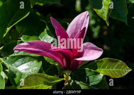 Magnolia liiflora 'Nigra' Una planta de arbustos de árboles con flores de  verano de color rojo púrpura conocida comúnmente como magnolia de lirio  negro, stock Fotografía de stock - Alamy