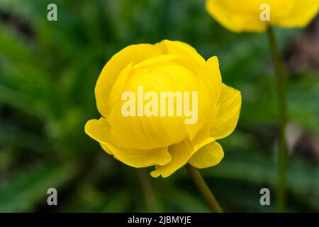 Trollius x cultorum 'T. Smith' Una planta florida de primavera con una flor amarilla de verano comúnmente conocida como gobeflower, foto imagen de stock Foto de stock