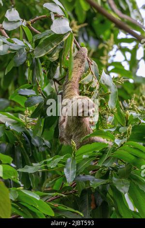 Costa Rica, Provincia de Puntarenas, Parque Nacional Manuel Antonio, Sloth de garganta marrón (Bradypus variegatus), 3 dedos