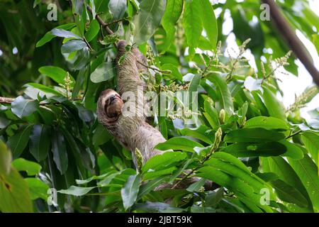 Costa Rica, Provincia de Puntarenas, Parque Nacional Manuel Antonio, Sloth de garganta marrón (Bradypus variegatus), 3 dedos