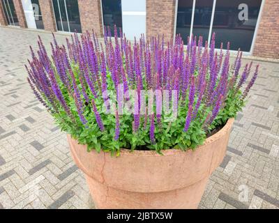 Una planta de lavanda 'Lavandula' en maceta grande en un jardín del Reino  Unido, primavera de 2020 Fotografía de stock - Alamy